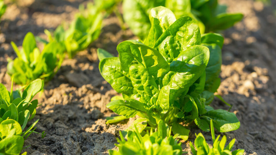 Jesenja setva spanaća