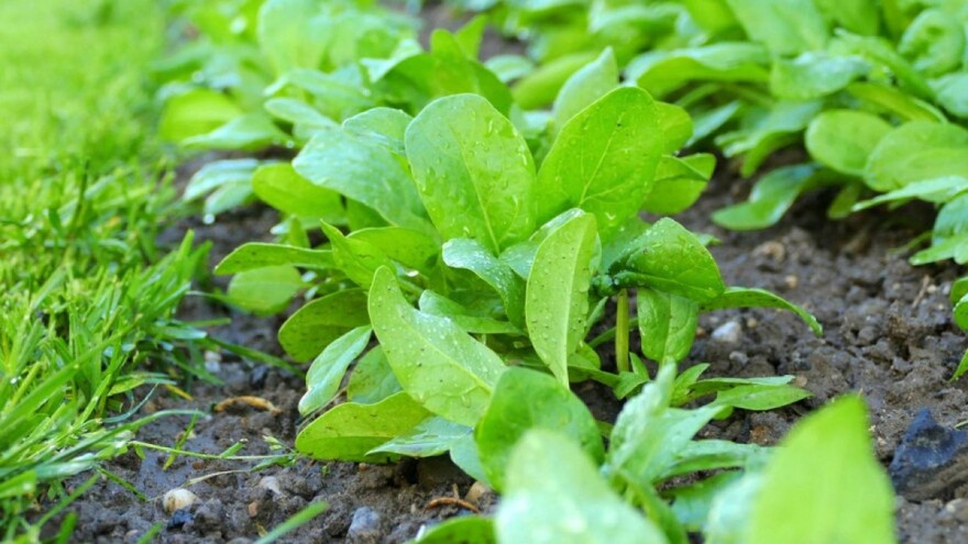 Sjetva špinata u jesen: Pripremite tlo i ne zaboravite na navodnjavanje
