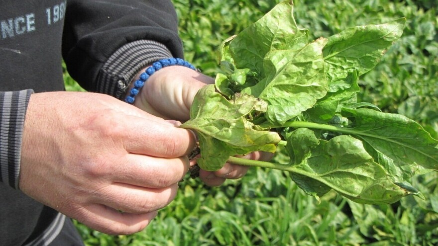 Prednosti jesenje sjetve špinata