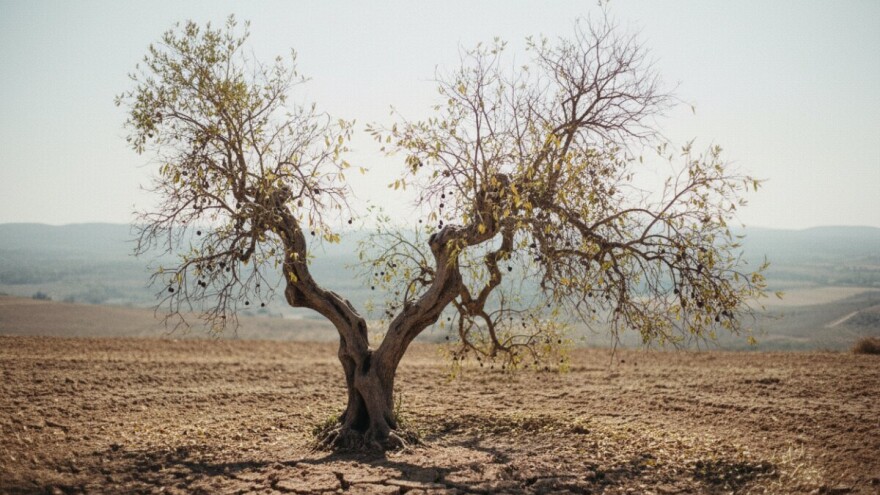 Španjolska zbog suše mora uvoziti maslinovo ulje!