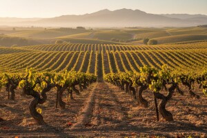 Španjolska  - zemlja s najviše vinograda