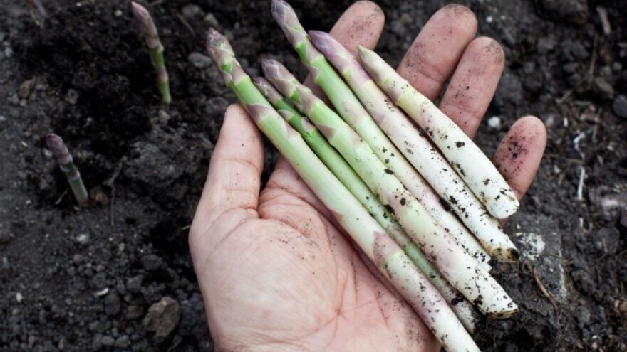 Sa šparogom se radi - ali i zaradi!