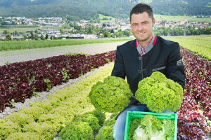 Austrijska salata u roku od 24h u supermarketima