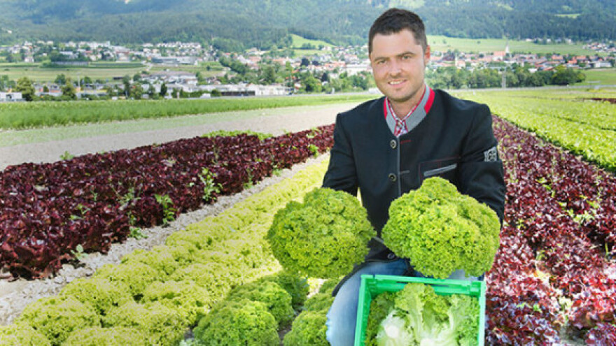 Austrijska salata u roku od 24h u supermarketima