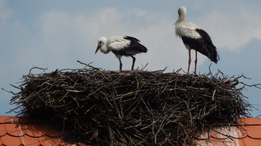 Spašena mlada roda zapetljana u špagu za baliranje sijena