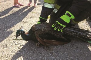 Halo vatrogasci, neki majmun je viđen u krugu bolnice!