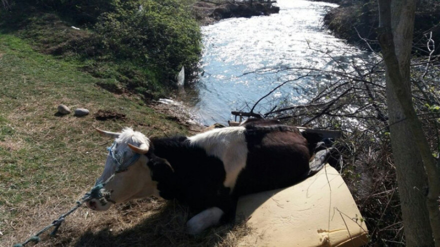 Pola tone tešku kravu izvukli iz rijeke Radobolje!