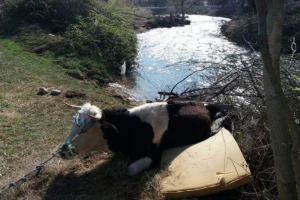 Iz rijeke izvukli pola tone tešku kravu