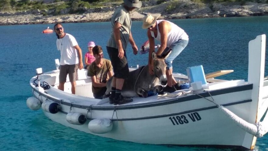 Spasili magaricu s pustog otoka i privremeno ju udomili - ipak će biti vraćena vlasniku?