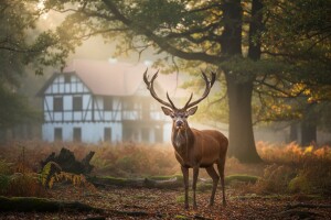Spavanje u šumi i u društvu divljači