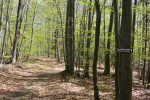 Koja prašuma u Srbiji ima stoletna stabla bukve i zašto su ona važna?
