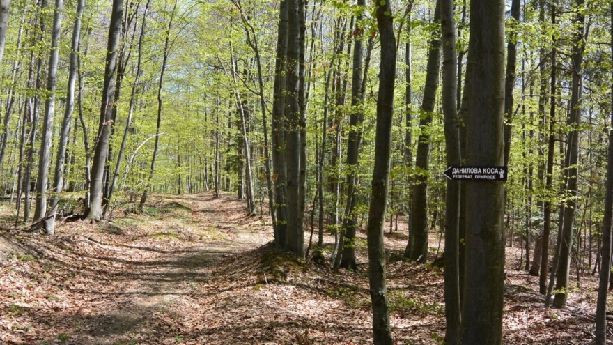 Koja prašuma u Srbiji ima stoletna stabla bukve i zašto su ona važna?