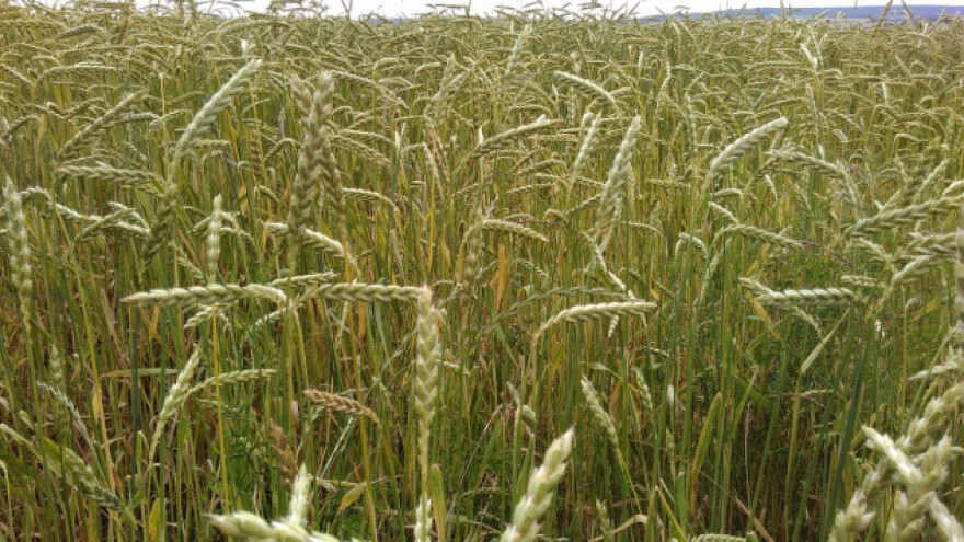 Pir je podcijenjena kultura, a nudi puno