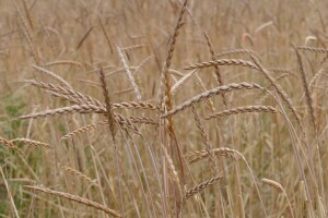 Pir: Žitarica malih prinosa, ali bogatih nutritivnih vrijednosti