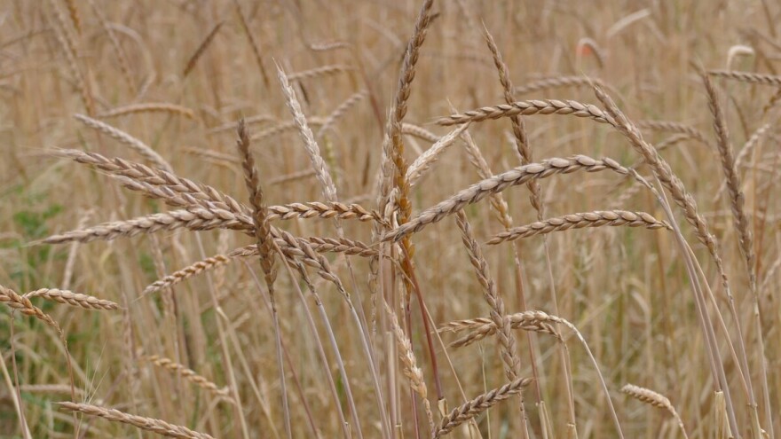 Pir: Žitarica malih prinosa, ali bogatih nutritivnih vrijednosti