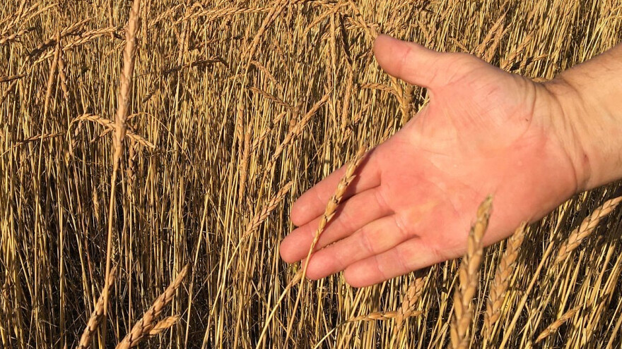 Spelta: Važna žitarica koja se ponovo vraća kroz organski uzgoj
