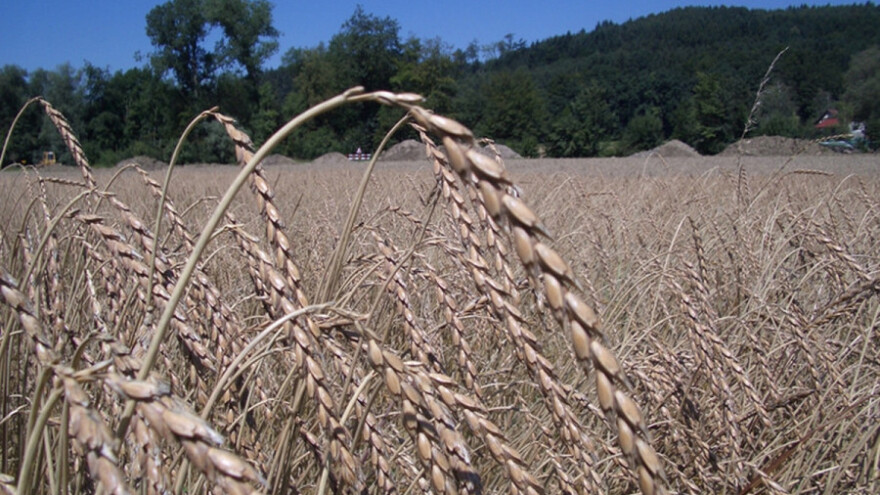 Žetva spelte, sledi heljda