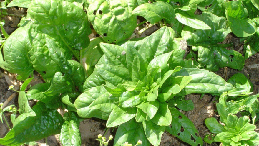 Jesenski špinat je sočniji i daje veće prinose