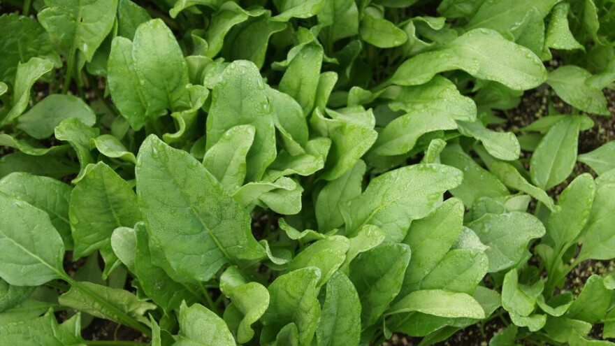 Vrijeme je za jesensku sjetvu špinata