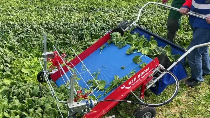 Posijte špinat za jedan dan, oberite još brže - kako?