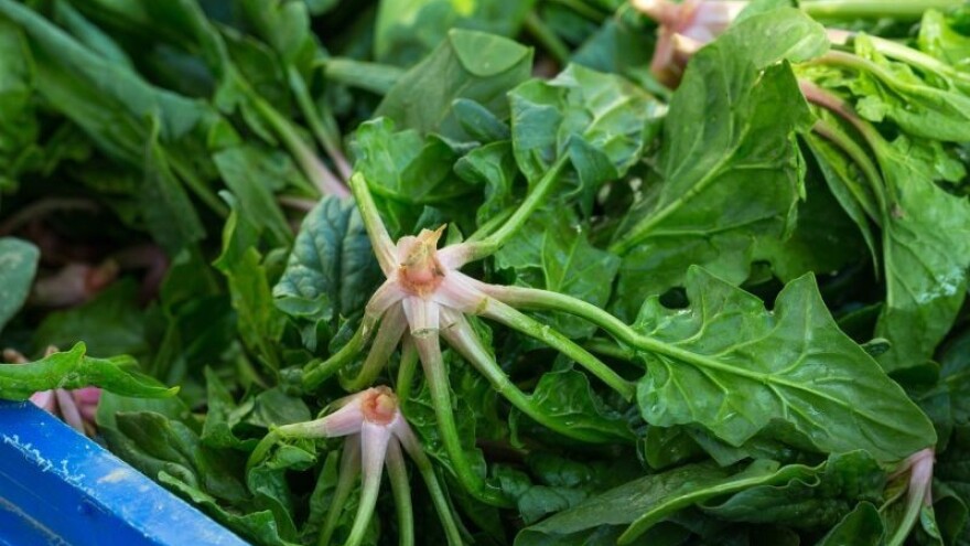 Špinat nakon špinata bez rezultata