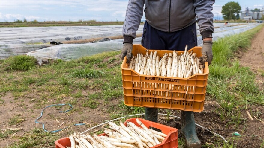 Šparoga: pripremite zemljište za presadnice na vrijeme