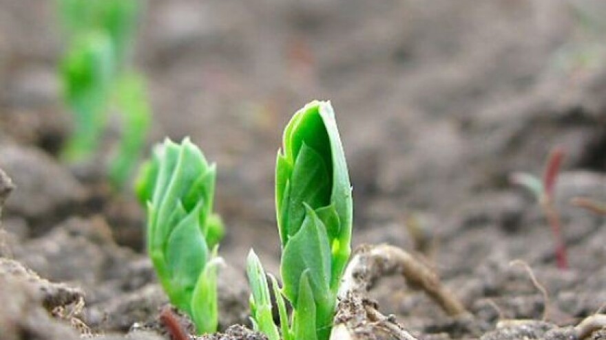 Suzbijte korov u mahunarkama i krumpiru