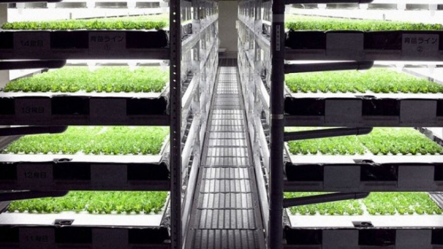 Na najvećoj farmi salate radit će samo roboti!