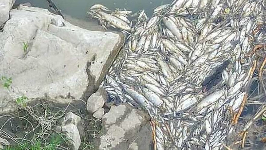 Ribolovci: Nadležni, hitno preduzmite mjere za umanjenje štete nakon ekološke katastrofe na Spreči