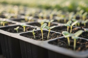 Sprečite poleganje rasada