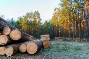 Spriječena krađa drva u Viškovu: Dvojica muškaraca kazneno prijavljena