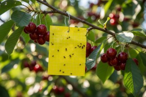Spriječite crvljivost plodova trešnje