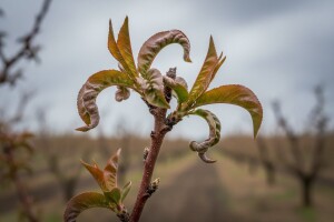 Spriječite infekciju bresaka i marelica