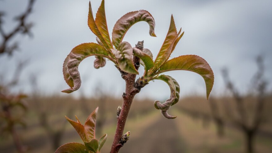 Spriječite infekciju bresaka i marelica