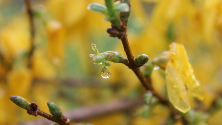 Kiša će donijeti pad temperature i slab mraz?