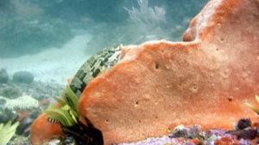 Spužve s Krapnja idu i u svemir