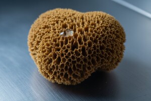 Spužve s Krapnja idu i u svemir