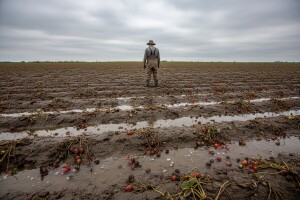 Srbija izgubila čitav urod trešanja i jagoda