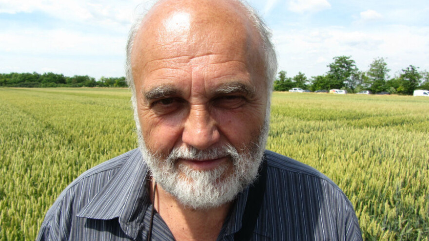 Hibridna pšenica neće preovladati