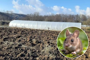 Masovna pojava glodara na njivama velika opasnost za useve