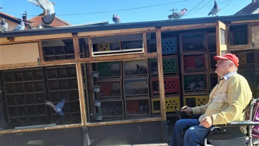 Golubovi pismonoše koji leče 'povrede' i osvajaju šampionske titule