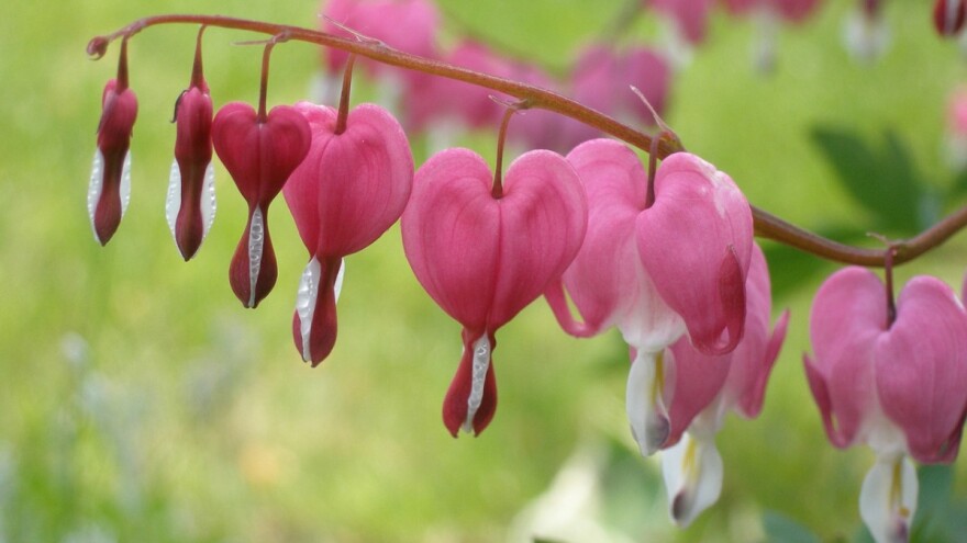 Romantično srdašce i dalje osvaja srca - kako ga uzgojiti?