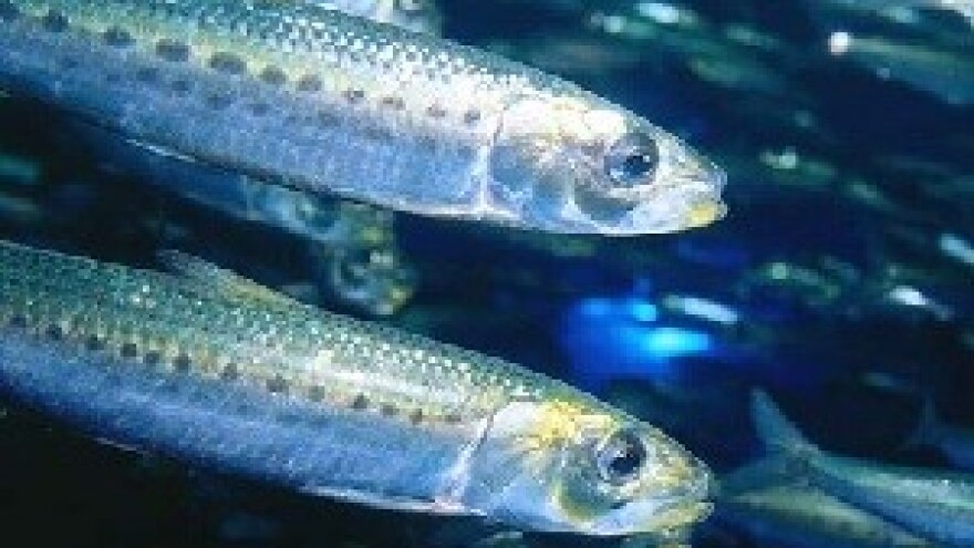 12 milijuna eura za ribarstvo na čekanju