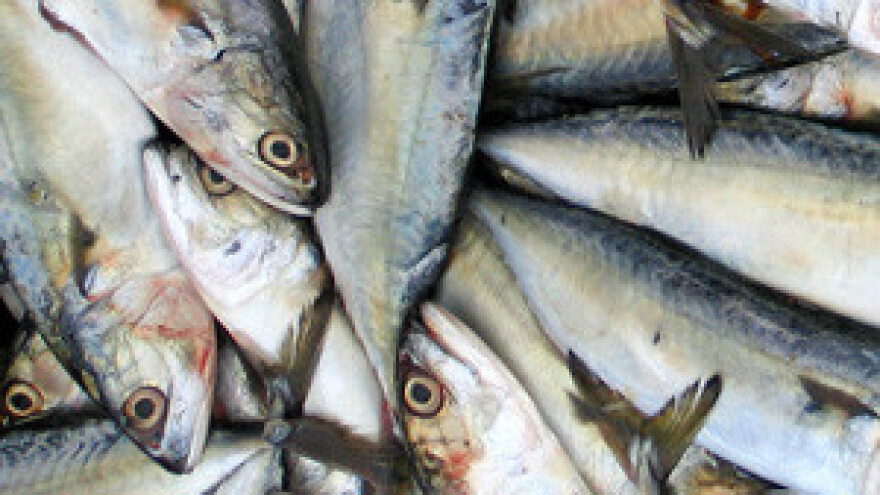 Počinje zabrana izlova sitne plave ribe