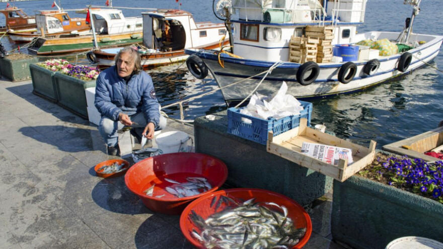 Tolušić potrošačima: Bit će srdela za Badnjak