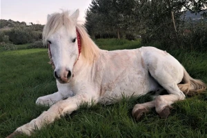 Priča o Srebrnom: Mlade žene s Brača spasile ozlijeđenog konja, pomogla i BiH