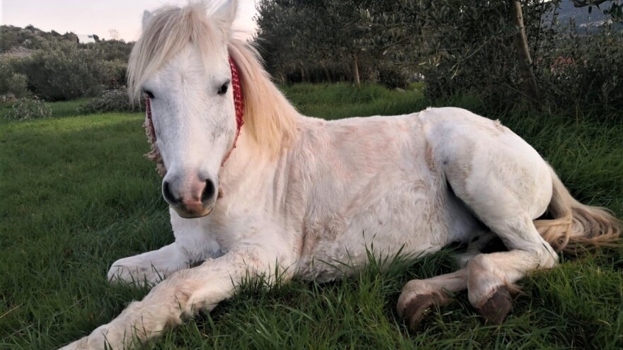 Priča o Srebrnom: Mlade žene s Brača spasile ozlijeđenog konja, pomogla i BiH