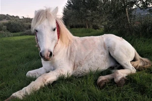 Priča o Srebrnom: Mlade žene s Brača spasile ozlijeđenog radnog konja