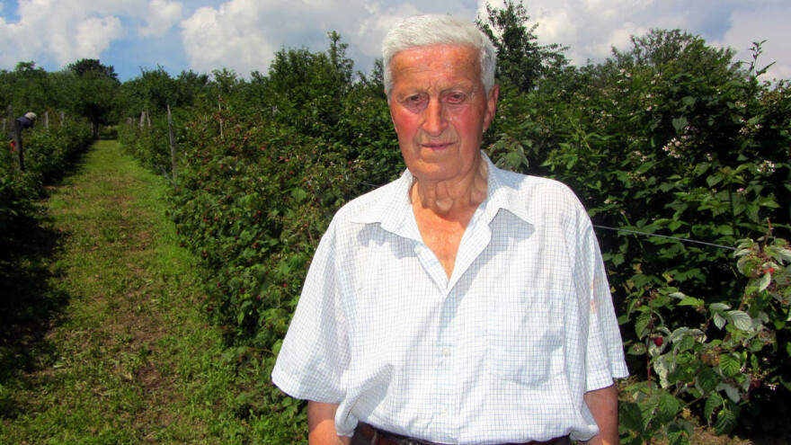 Malinarstvo: Bledi sjaj crvenog zlata