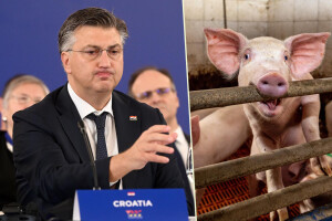 Svinjogojci Vladi: Uključite se, afrička svinjska kuga nije pod kontrolom!